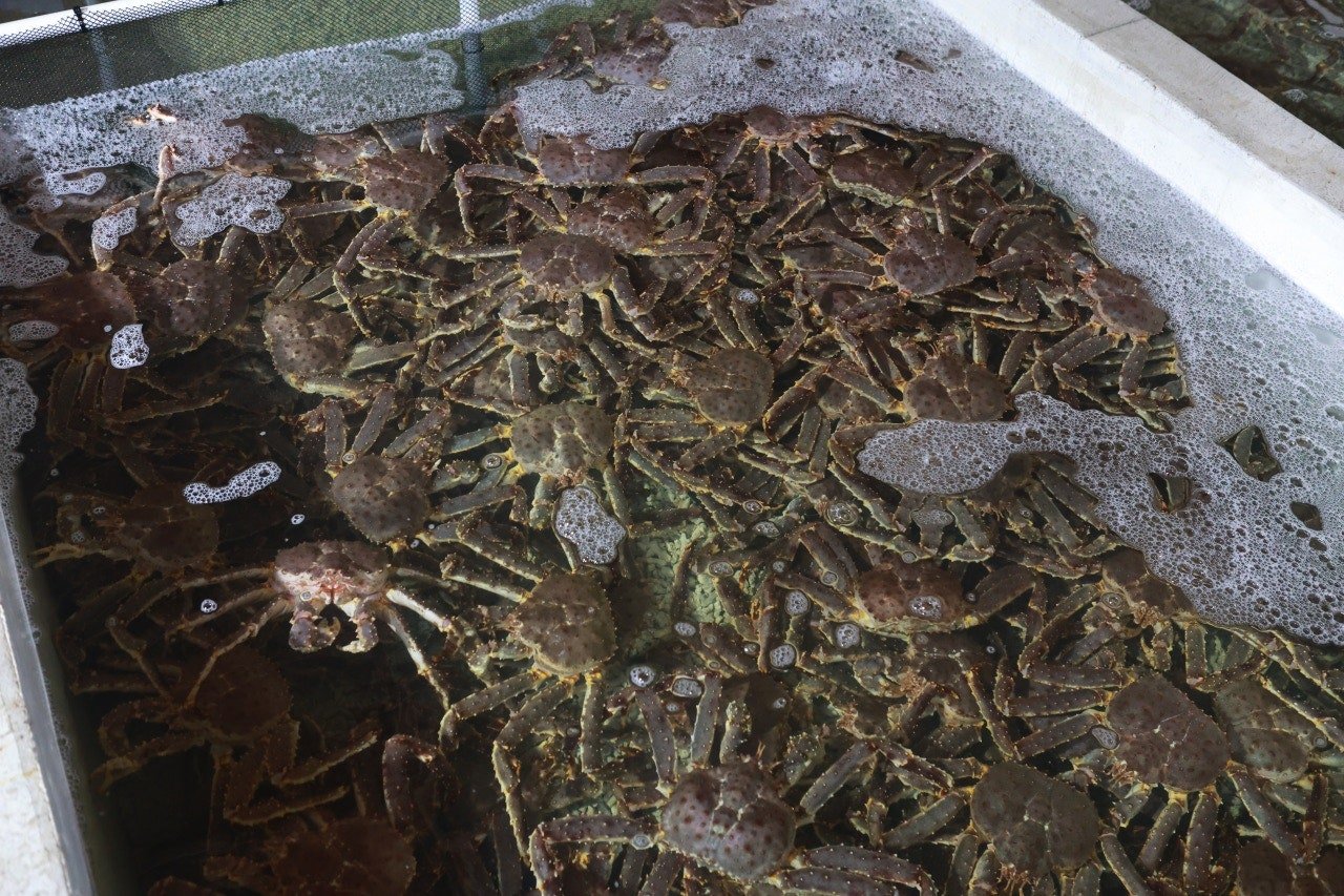 Bulk Live King Crabs